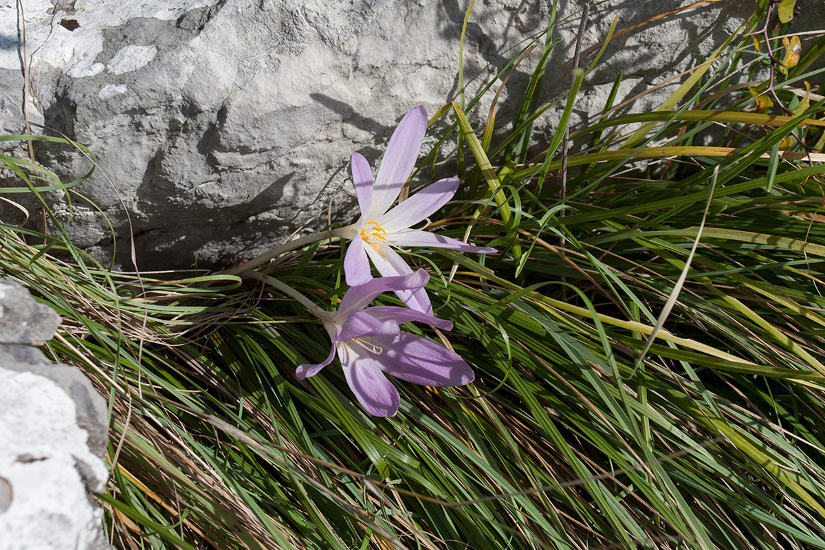 Изображение особи Colchicum autumnale.