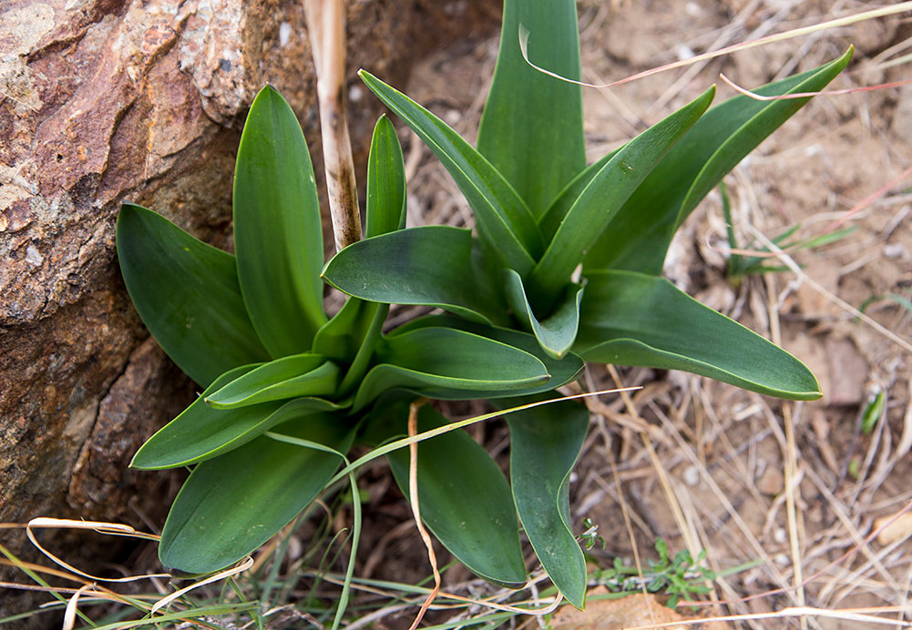 Image of Drimia numidica specimen.