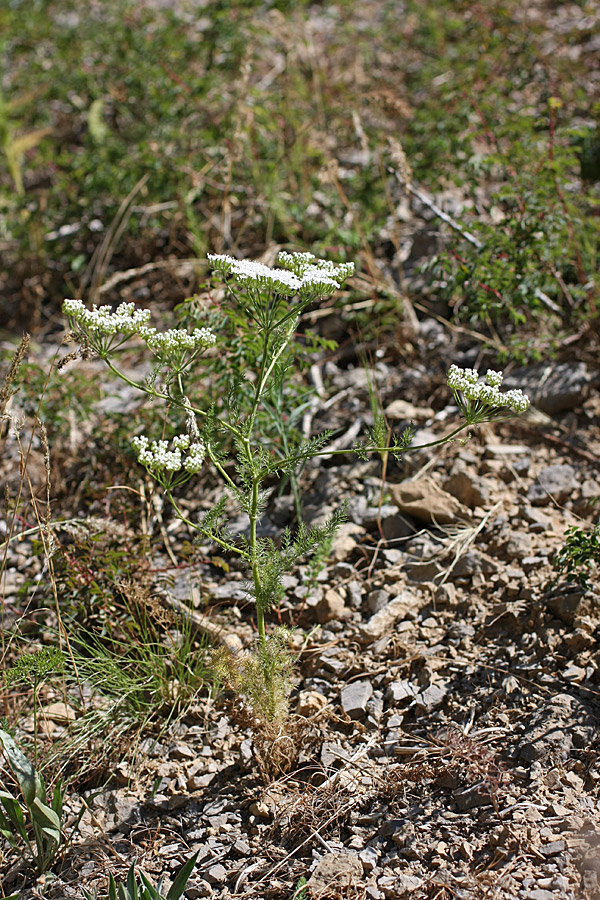 Изображение особи Oedibasis platycarpa.