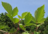 Rubus caucasicus