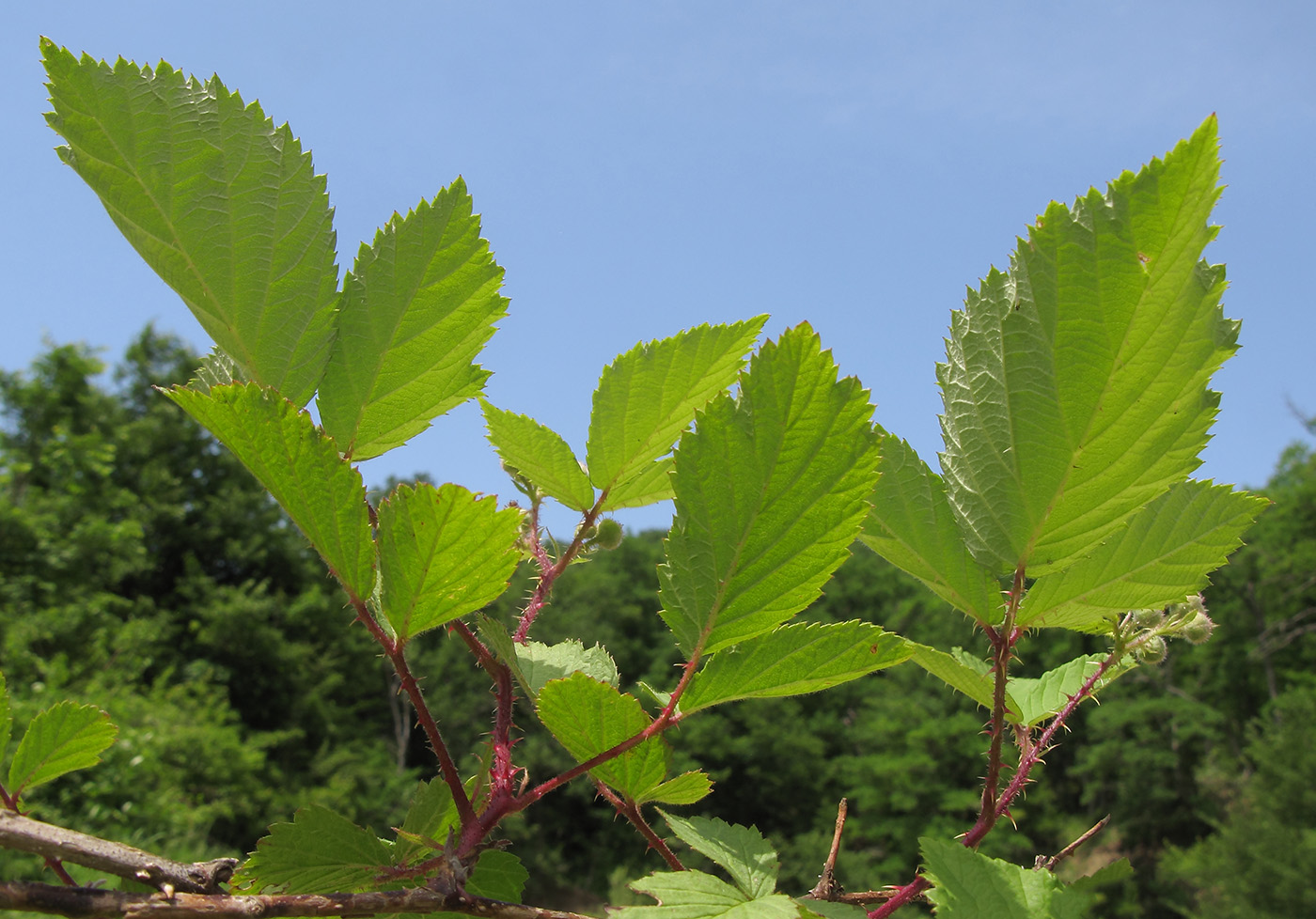 Изображение особи Rubus caucasicus.