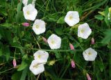 Convolvulus arvensis