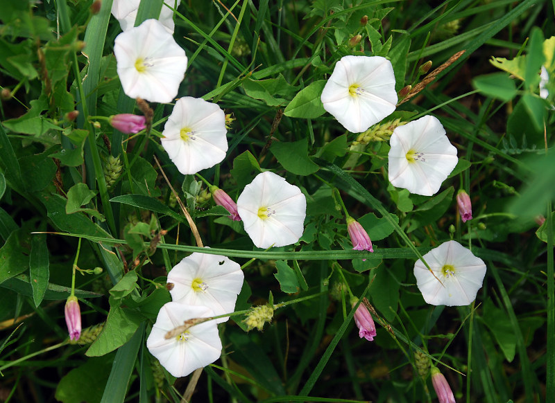 Image of Convolvulus arvensis specimen.