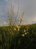 Astragalus tenuis