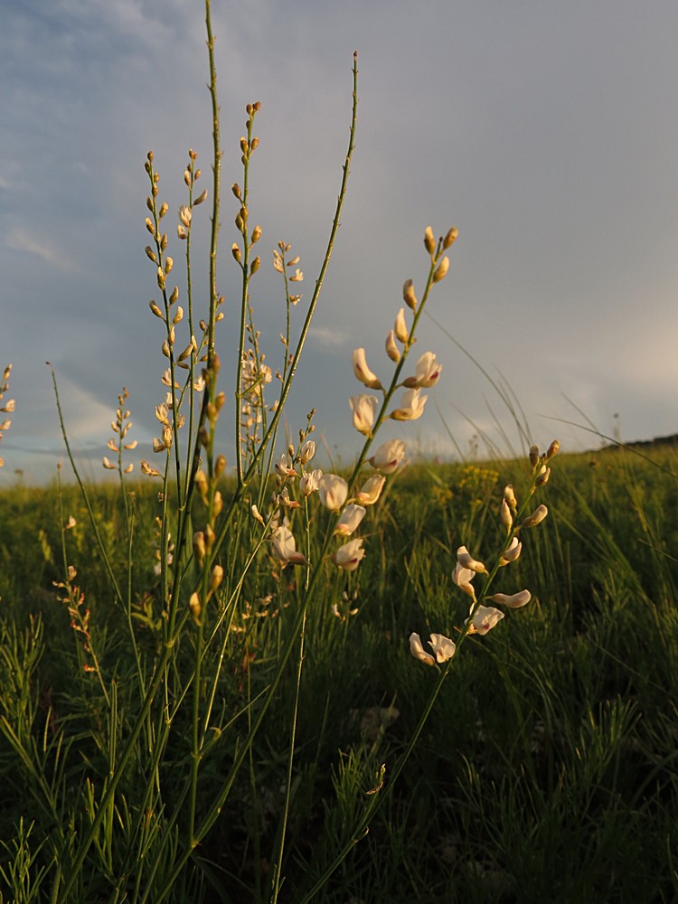 Изображение особи Astragalus tenuis.