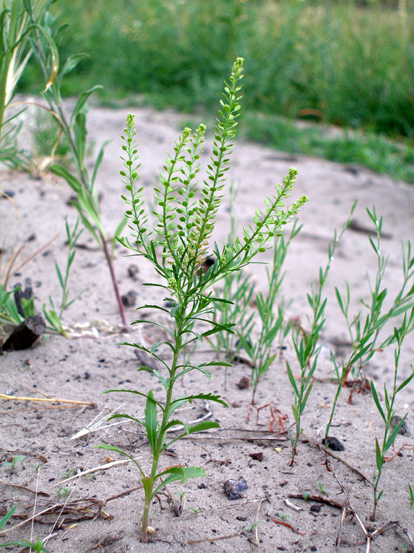 Image of Lepidium densiflorum specimen.