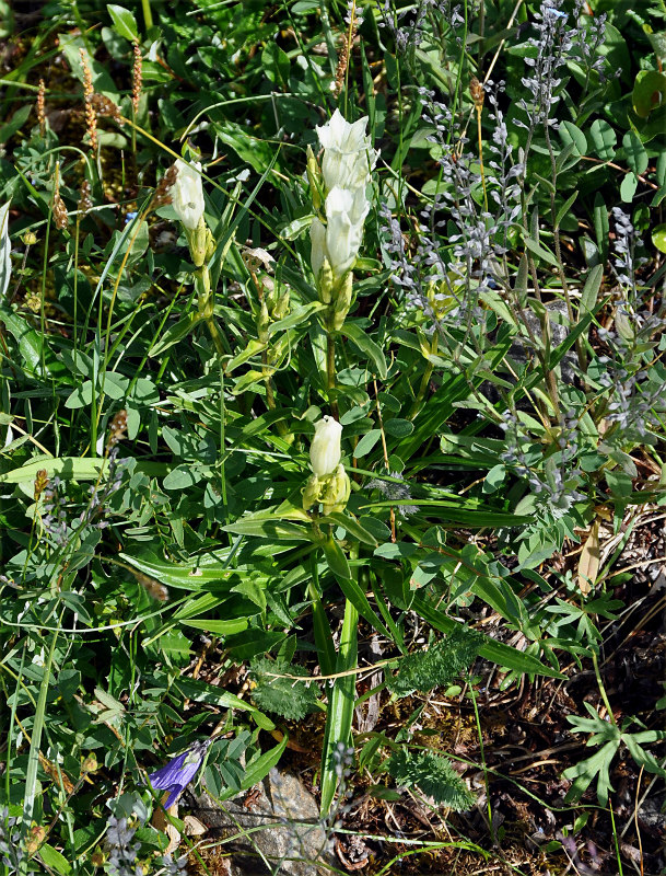 Изображение особи Gentiana algida.