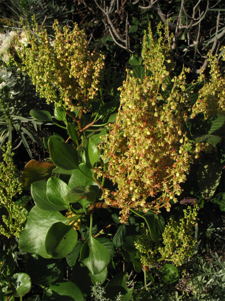 Image of Rumex lunaria specimen.