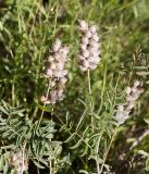 Astragalus dendroides
