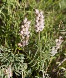 Astragalus dendroides. Верхушки побегов с соплодиями. Кыргызстан, Нарынская обл., левый берег долины р. Нарын, окр. с. Таш-Башат. 07.07.2015.