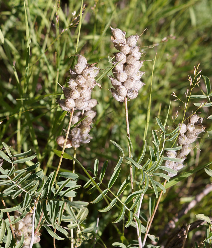 Image of Astragalus dendroides specimen.