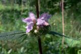 Phlomoides tuberosa. Часть соцветия. Челябинская обл., окр. г. Челябинск, Золотая горка, обочина дороги в берёзовом лесу. 05.07.2014.