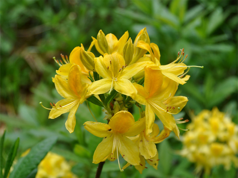 Изображение особи Rhododendron luteum.