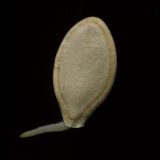Cucurbita pepo. Проросшее семя. Курская обл., Железногорский р-н, личное подворье. 3 декабря 2009 г.