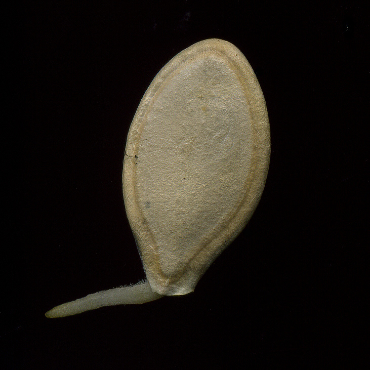 Image of Cucurbita pepo specimen.