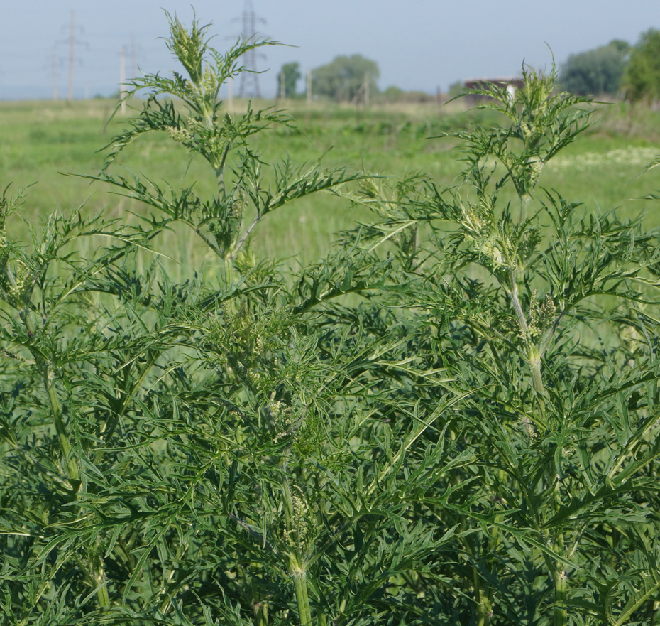 Image of Urtica cannabina specimen.