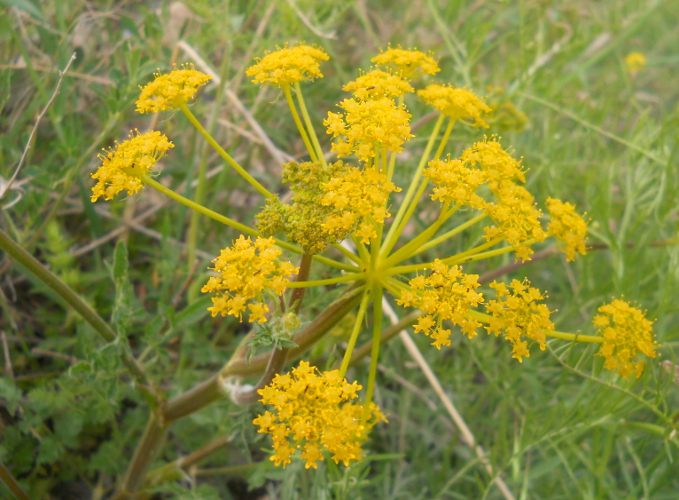 Image of Pastinaca pimpinellifolia specimen.