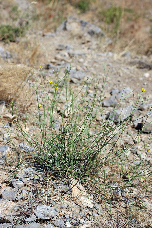 Изображение особи Chondrilla lejosperma.