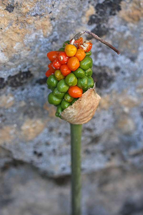 Image of Arum korolkowii specimen.