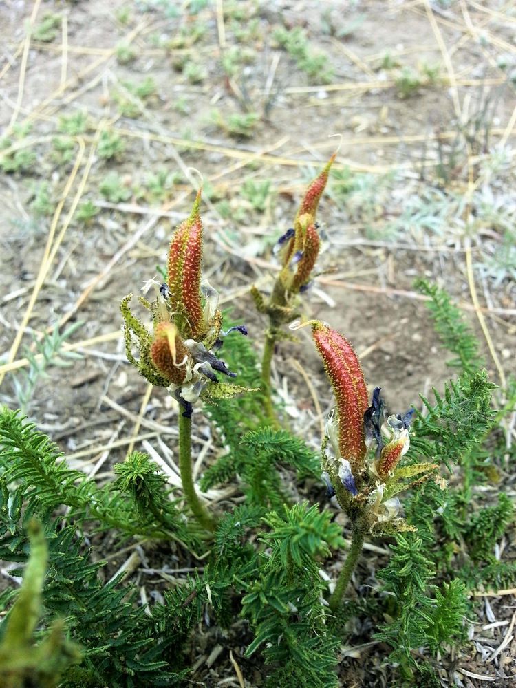 Изображение особи Oxytropis bargusinica.