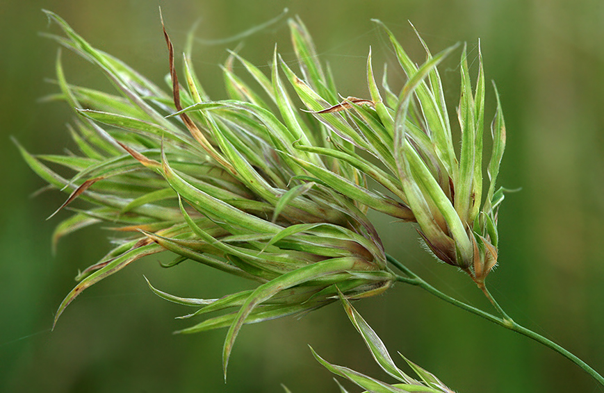 Изображение особи Dactylis glomerata.