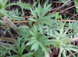 Pulsatilla dahurica