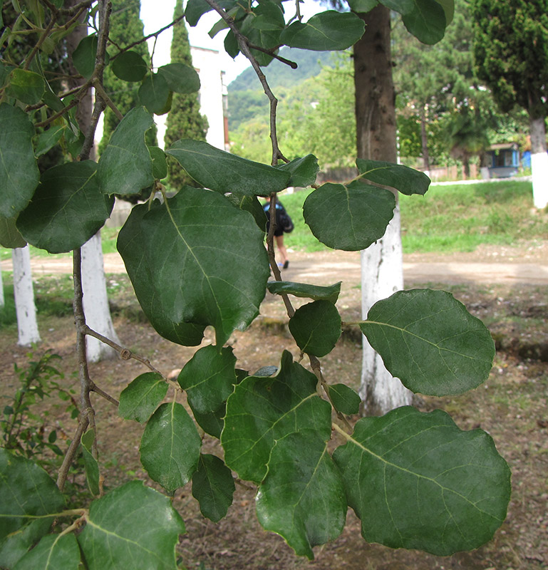 Image of Quercus suber specimen.