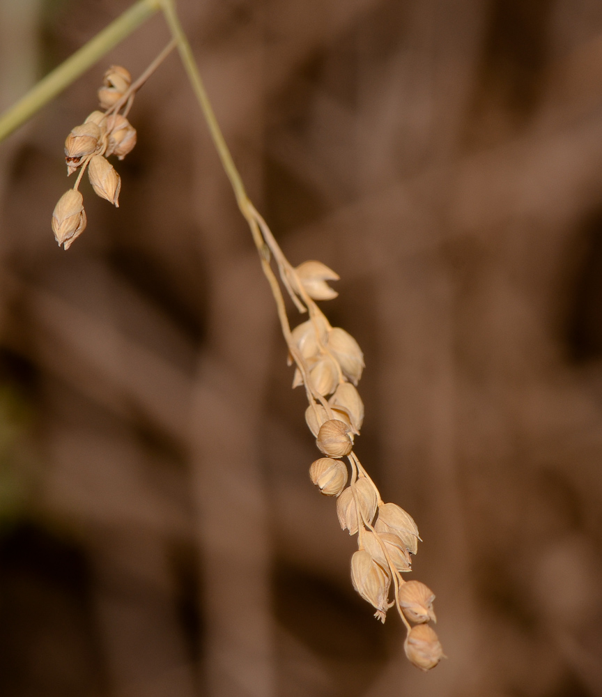 Изображение особи Panicum turgidum.