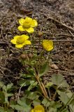 genus Ranunculus. Цветущее растение. Кыргызстан, берег р. Кекемерен. 2 мая 2015 г.