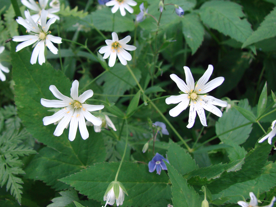 Image of Stellaria holostea specimen.