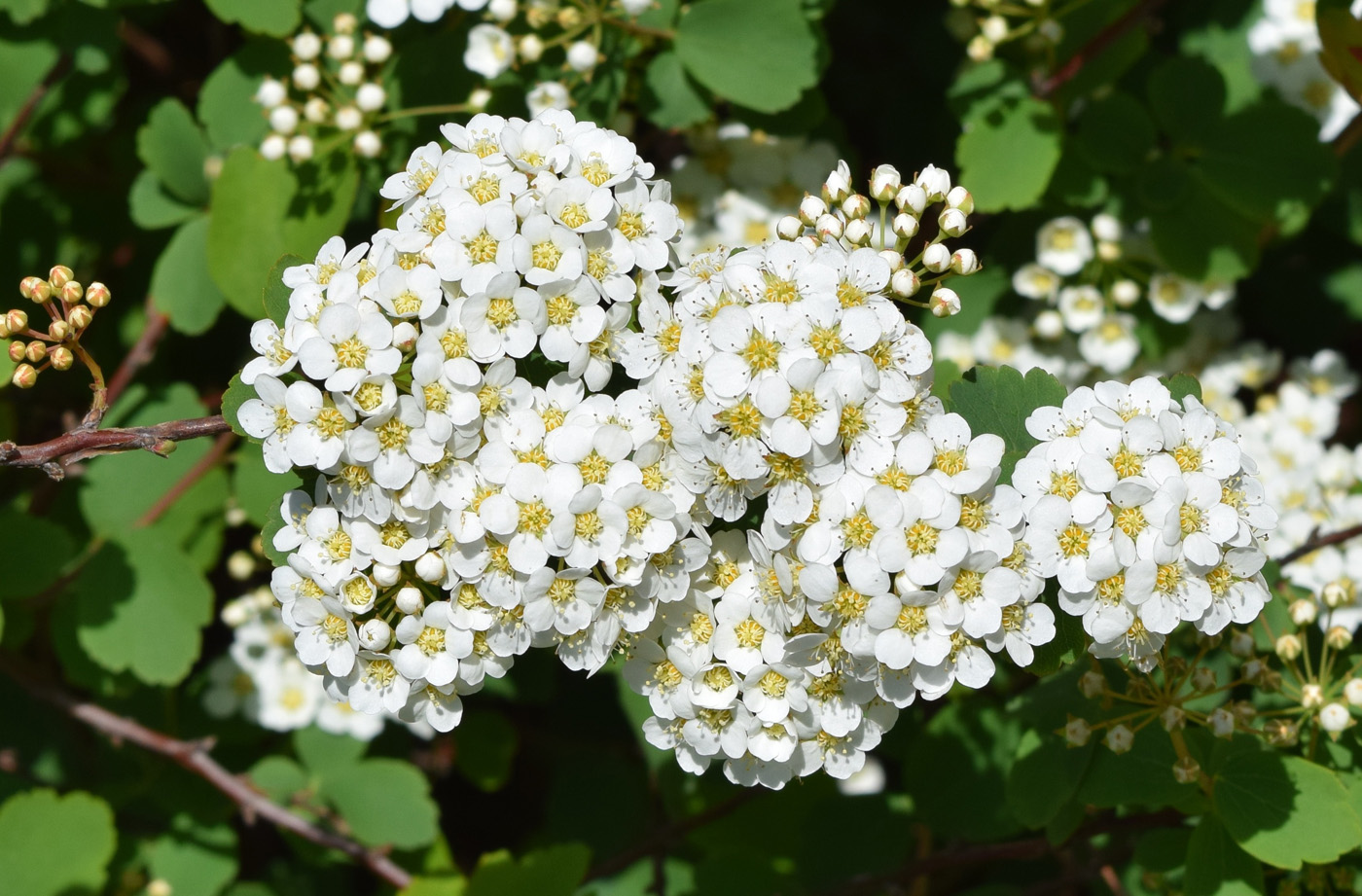 Изображение особи род Spiraea.