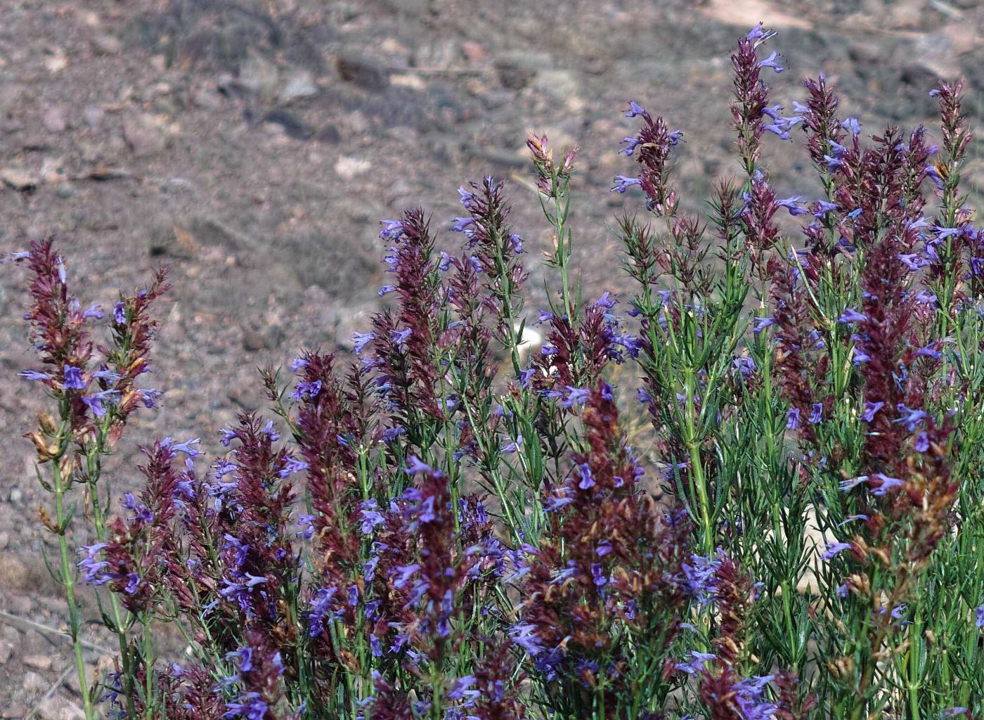 Изображение особи Hyssopus cuspidatus.