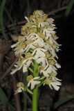 Orchis purpurea