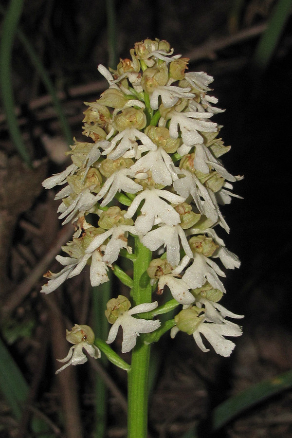 Изображение особи Orchis purpurea.