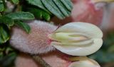 Astragalus spinosus