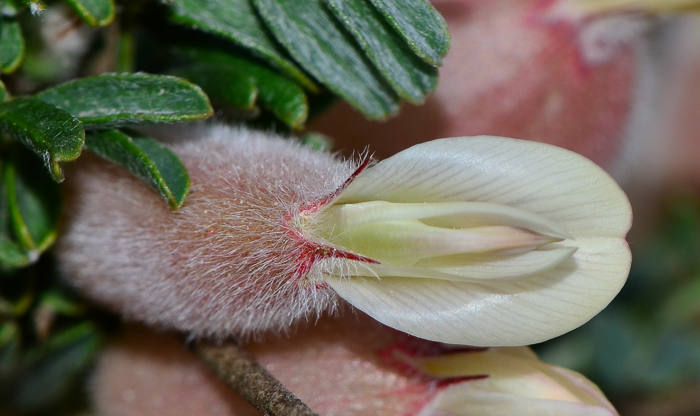 Изображение особи Astragalus spinosus.