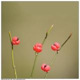 Ephedra distachya