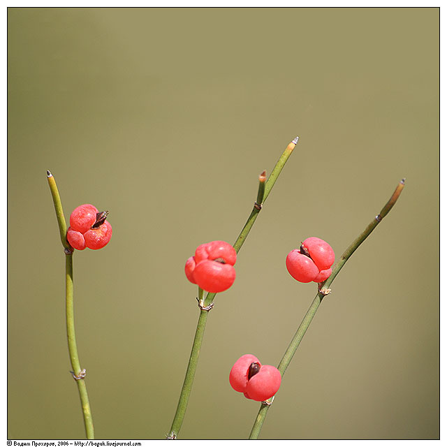 Изображение особи Ephedra distachya.