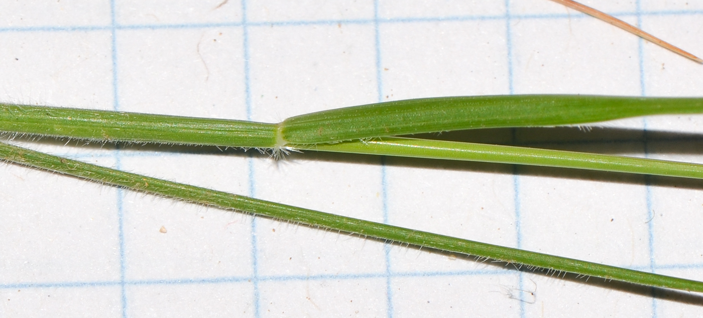 Изображение особи Stipellula capensis.