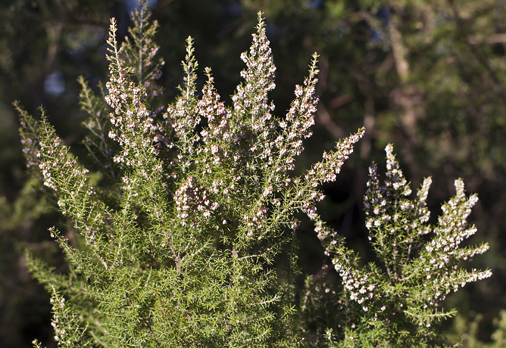 Image of Erica arborea specimen.