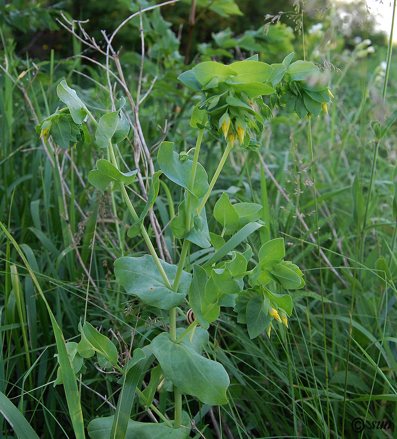 Изображение особи Cerinthe minor.