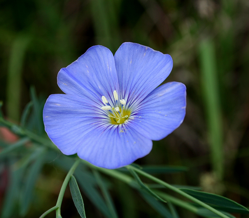 Изображение особи Linum perenne.