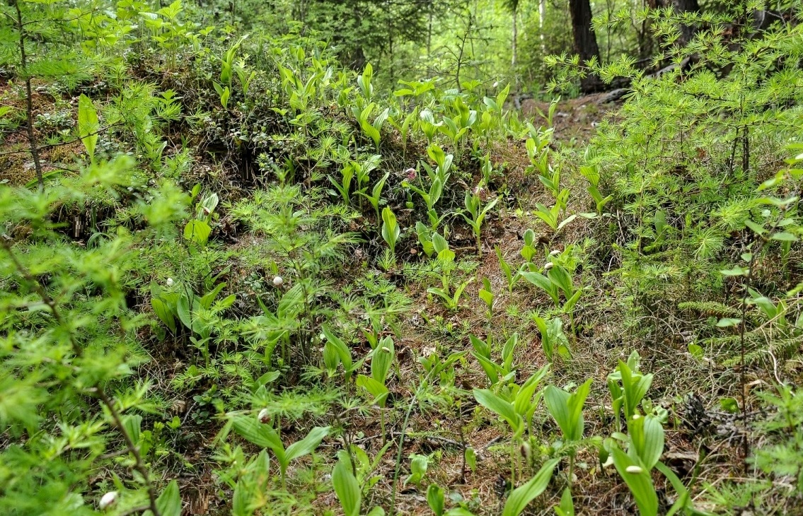 Image of Cypripedium guttatum specimen.