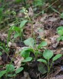 Pyrola minor