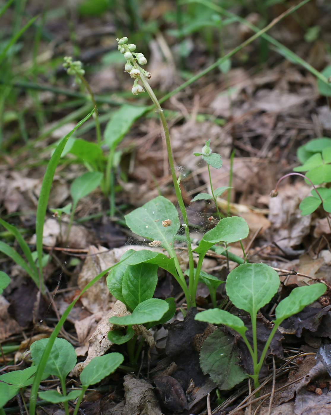 Image of Pyrola minor specimen.