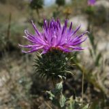 Cousinia purpurea
