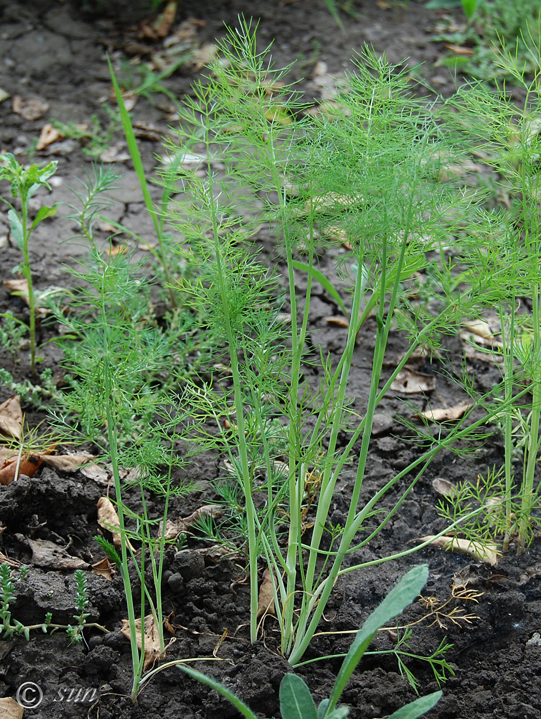 Image of Foeniculum vulgare specimen.