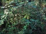 Rubus occidentalis
