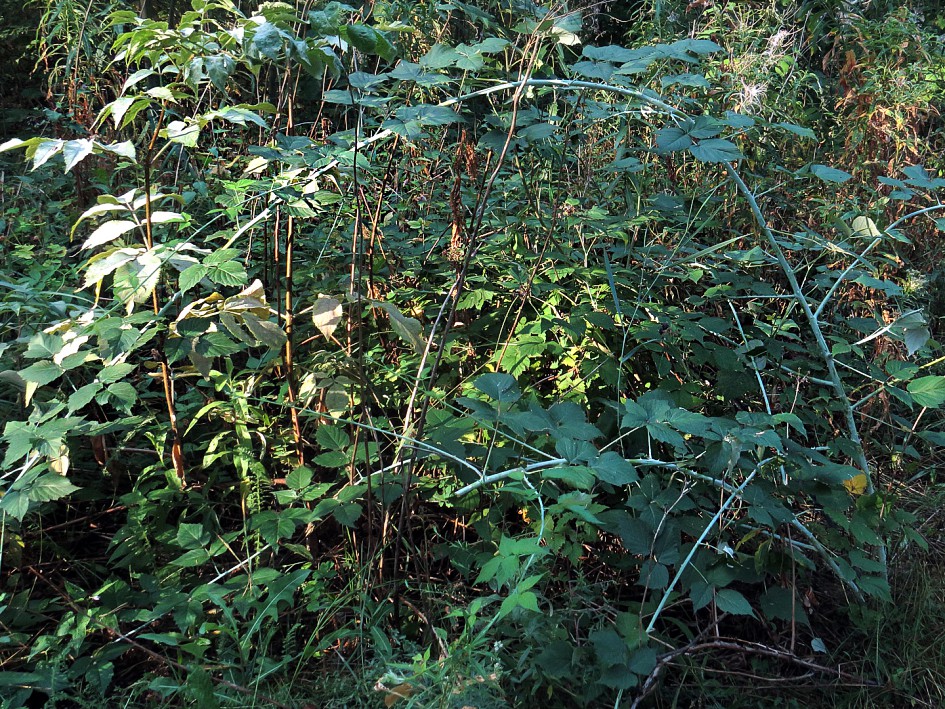 Изображение особи Rubus occidentalis.