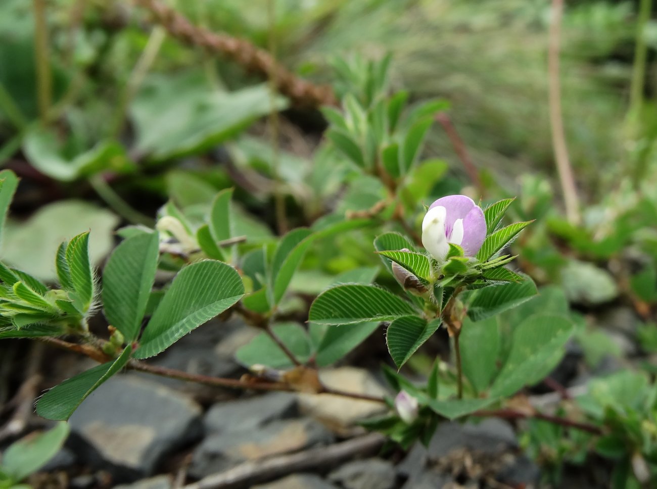 Image of Kummerowia stipulacea specimen.